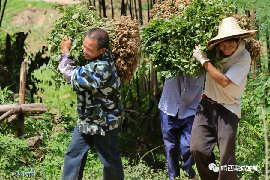 靖西市足要村：生态循环农业让乡村振兴“牛”起来 - 靖西市·靖西网