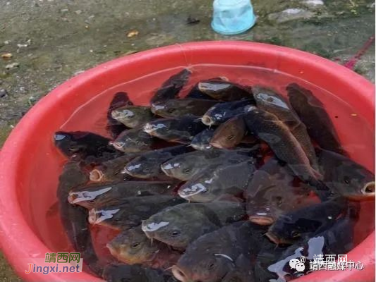 靖西市南坡乡底定黑鲤鱼被注册为“婻波鱼” - 靖西市·靖西网