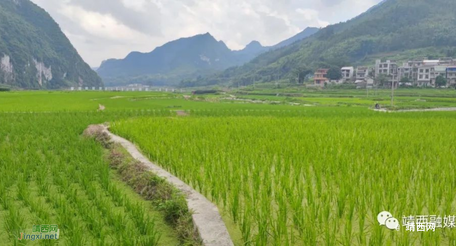 靖西市南坡乡底定黑鲤鱼被注册为“婻波鱼” - 靖西市·靖西网