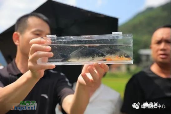 靖西市南坡乡底定黑鲤鱼被注册为“婻波鱼” - 靖西市·靖西网