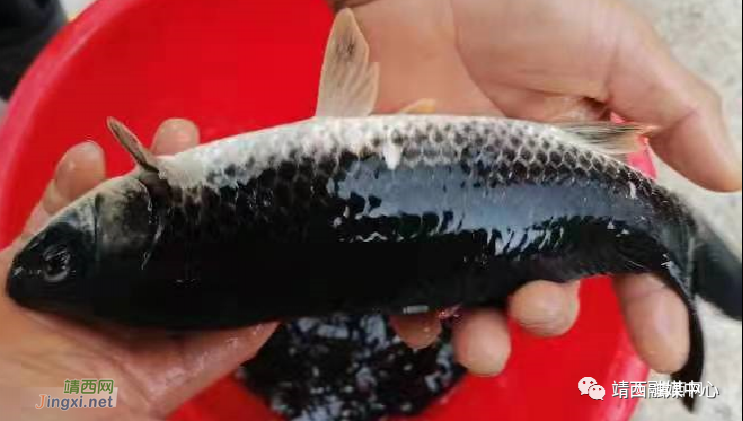 靖西市南坡乡底定黑鲤鱼被注册为“婻波鱼” - 靖西市·靖西网