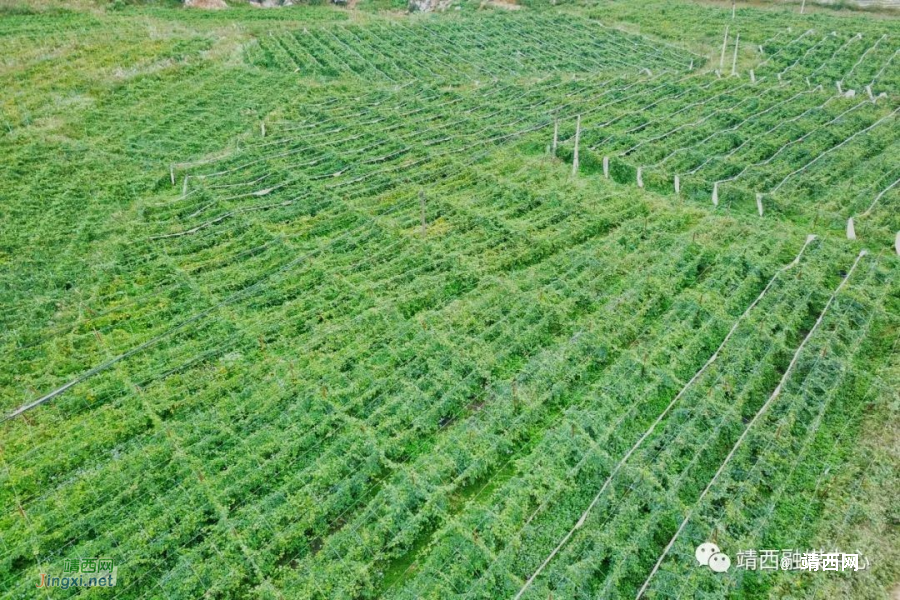 靖西地州镇：党建领航促发展 凝心铸魂显担当 - 靖西市·靖西网