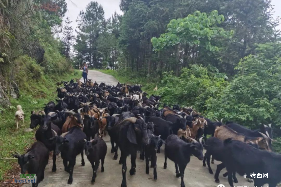 靖西市三荷村：奏响乡村振兴曲 一任接着一任干 - 靖西市·靖西网