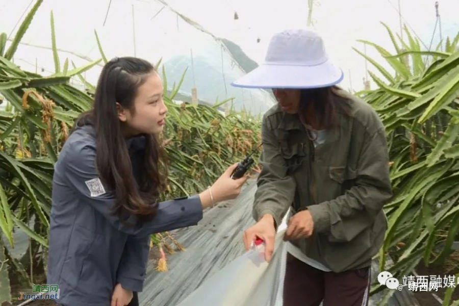 靖西：防范寒潮天气 保障农业生产 - 靖西市·靖西网