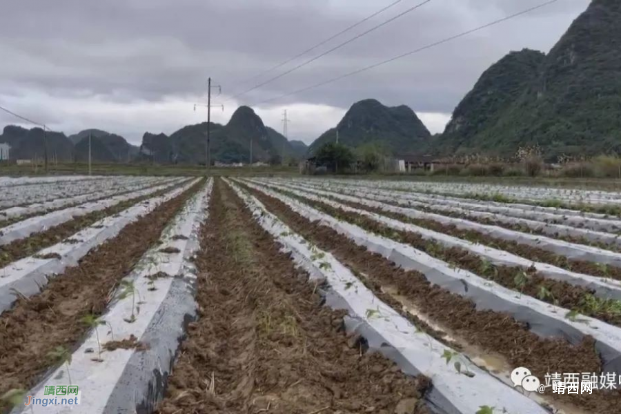 靖西：防范寒潮天气 保障农业生产 - 靖西市·靖西网