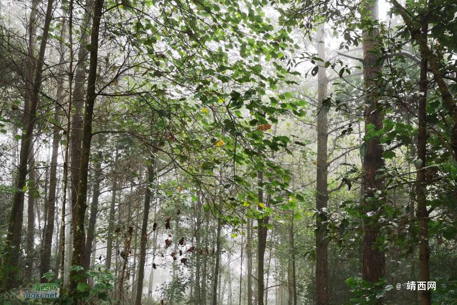 冬日里烟雨滋润的靖西五岭深林公园 - 靖西市·靖西网