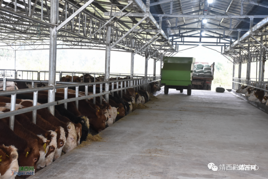 靖西市安宁乡果布生态养牛基地举行揭牌仪式 - 靖西市·靖西网