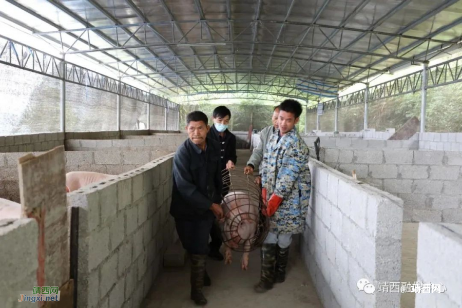 靖西市吞盘乡四定村 生猪养殖提效能 - 靖西市·靖西网