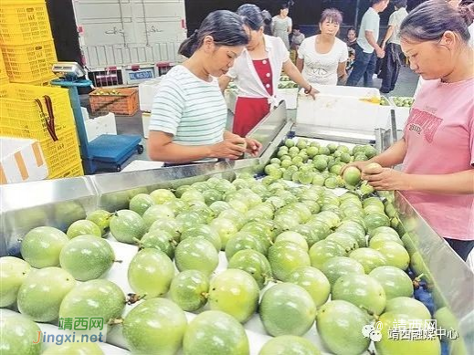 深圳市龙岗区携手广西靖西市奏响发展“协作曲” - 靖西市·靖西网