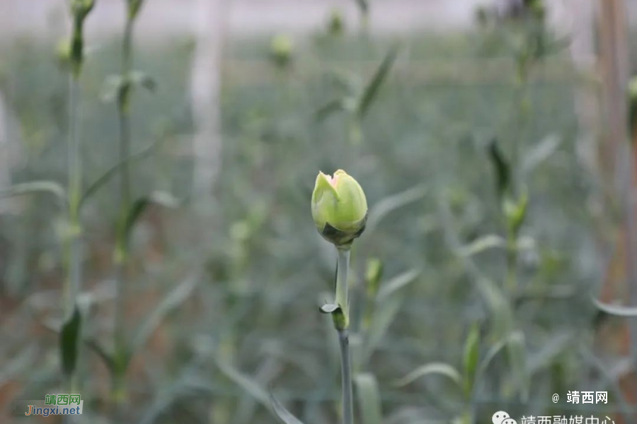 靖西市怀书村：“美丽经济”为乡村振兴锦上添“花” - 靖西市·靖西网