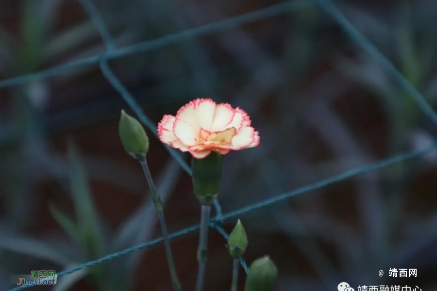 靖西市怀书村：“美丽经济”为乡村振兴锦上添“花” - 靖西市·靖西网