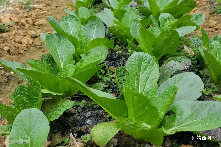 咱家外婆种的菜 - 靖西市·靖西网