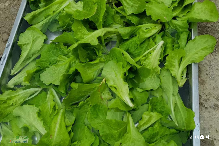 咱家外婆种的菜 - 靖西市·靖西网