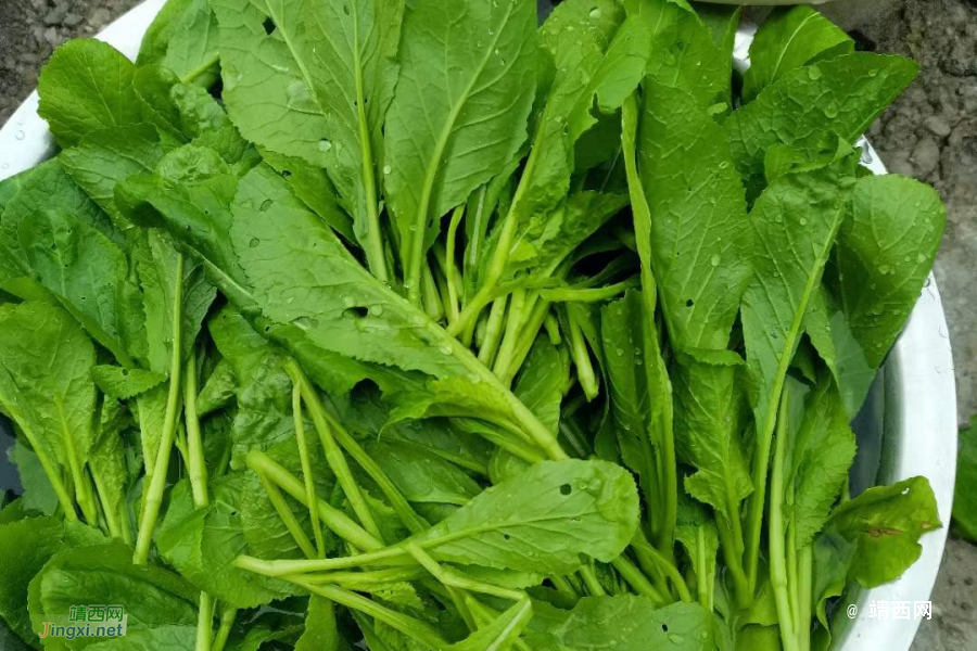 咱家外婆种的菜 - 靖西市·靖西网