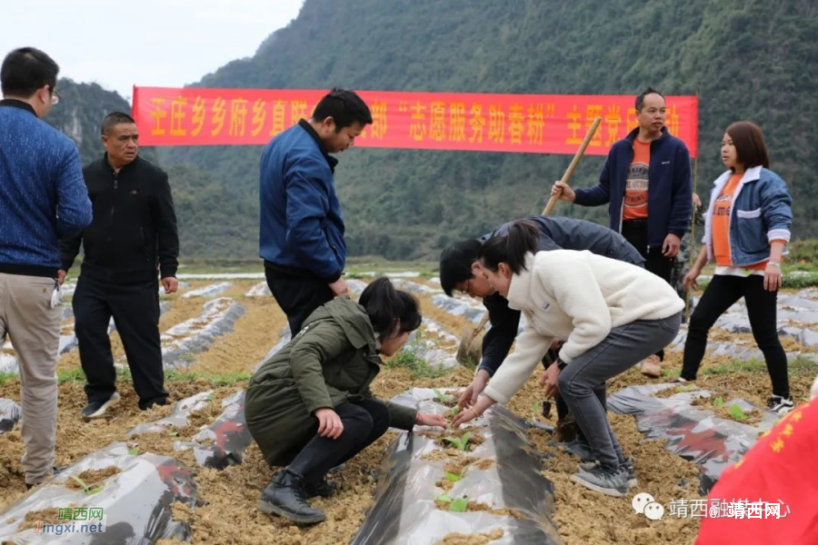 靖西市壬庄乡：不负农时不负春 志愿服务助春耕 - 靖西市·靖西网