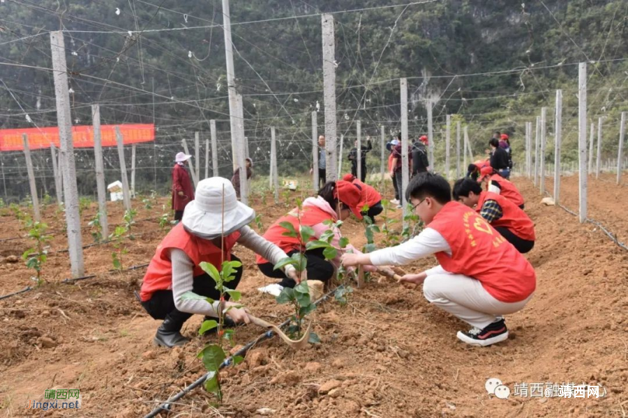 靖西龙临镇：志愿服务春风来 文明实践树新风 - 靖西市·靖西网