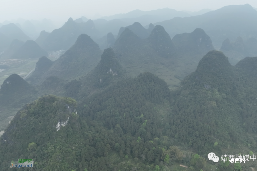 靖西黄仁东：与林为伴 守护一方绿水青山 - 靖西市·靖西网