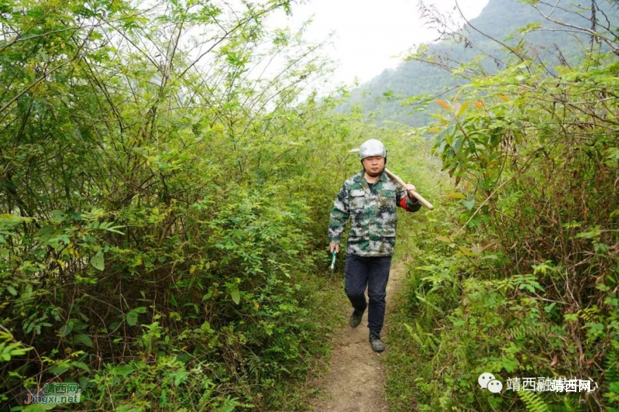 靖西黄仁东：与林为伴 守护一方绿水青山 - 靖西市·靖西网