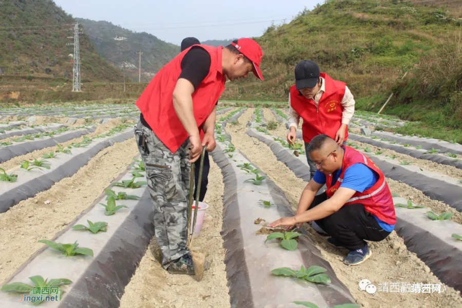 靖西市新甲乡：志愿服务送田间 按下春耕“加速键” - 靖西市·靖西网