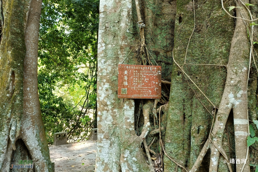 传几张手机照片试一试：记录那次游记：目标水文站 - 靖西市·靖西网