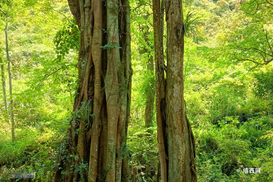 传几张手机照片试一试：记录那次游记：目标水文站 - 靖西市·靖西网