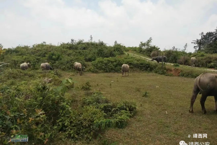 一夜抓36人！百色、靖西两级公安机关掀起打击整治涉边违法犯罪“百日攻坚”专项行动高潮 - 靖西市·靖西网