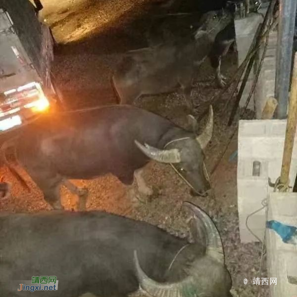 一夜抓36人！百色、靖西两级公安机关掀起打击整治涉边违法犯罪“百日攻坚”专项行动高潮 - 靖西市·靖西网