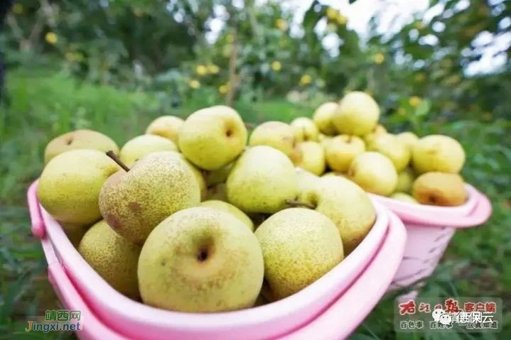 广西德保城关镇桂花梨丰收 - 靖西市·靖西网