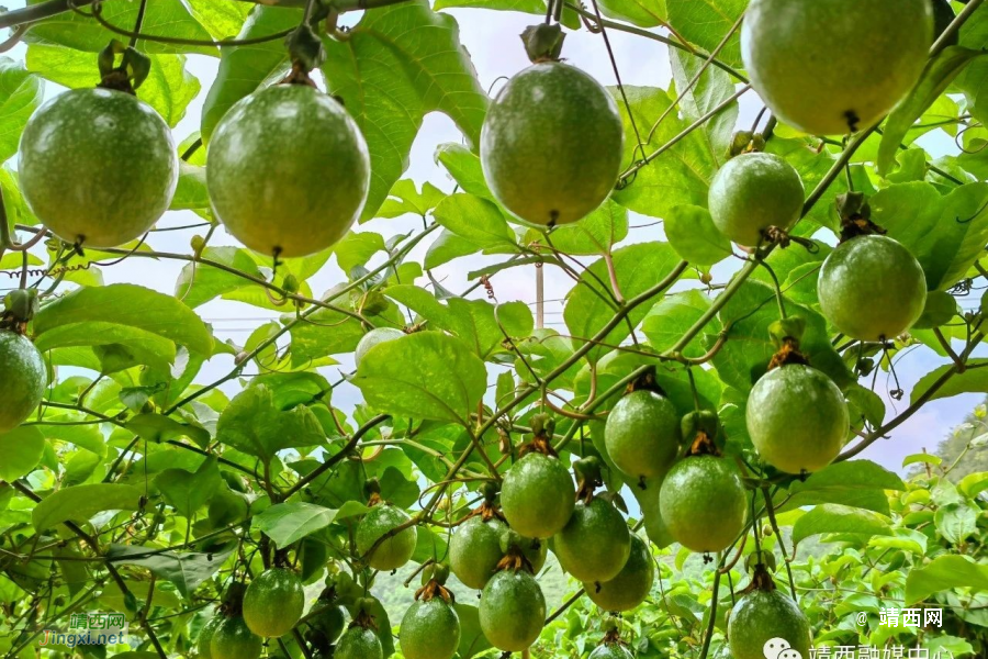 靖西市果乐乡：百香果喜迎丰收 群众增收干劲足 - 靖西市·靖西网