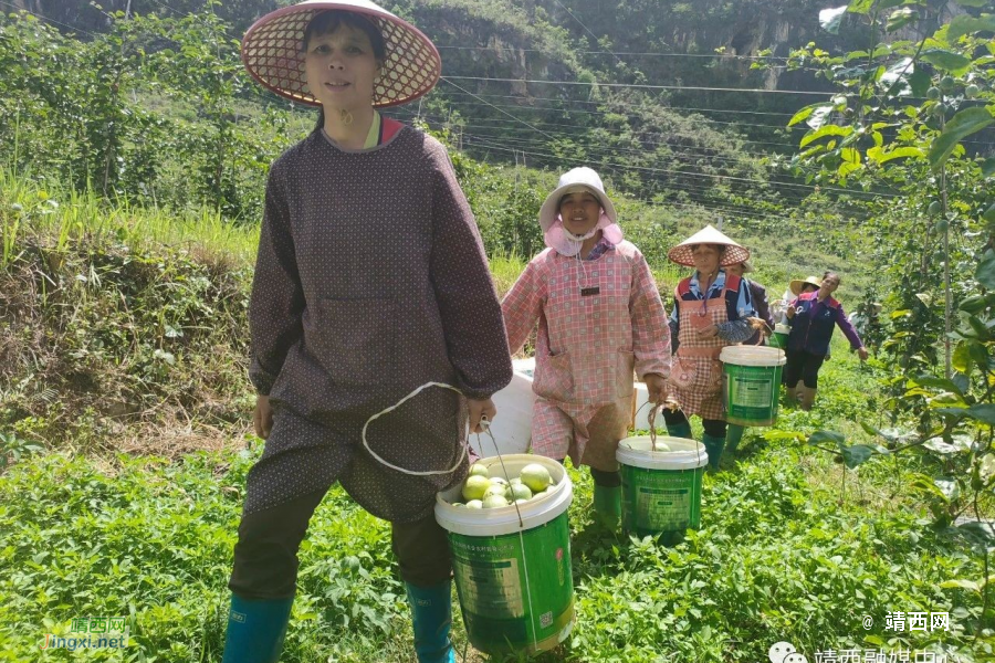 靖西市果乐乡：百香果喜迎丰收 群众增收干劲足 - 靖西市·靖西网