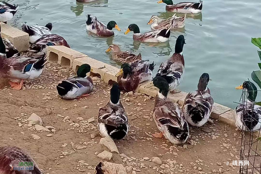 靖西七月十四：啤酒鸭，子姜鸭，柠檬鸭，白切鸭，烤鸭…… - 靖西市·靖西网