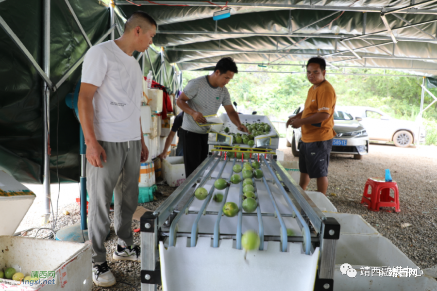 靖西新甲乡：复垦土地变身高产“连片黄金园” - 靖西市·靖西网