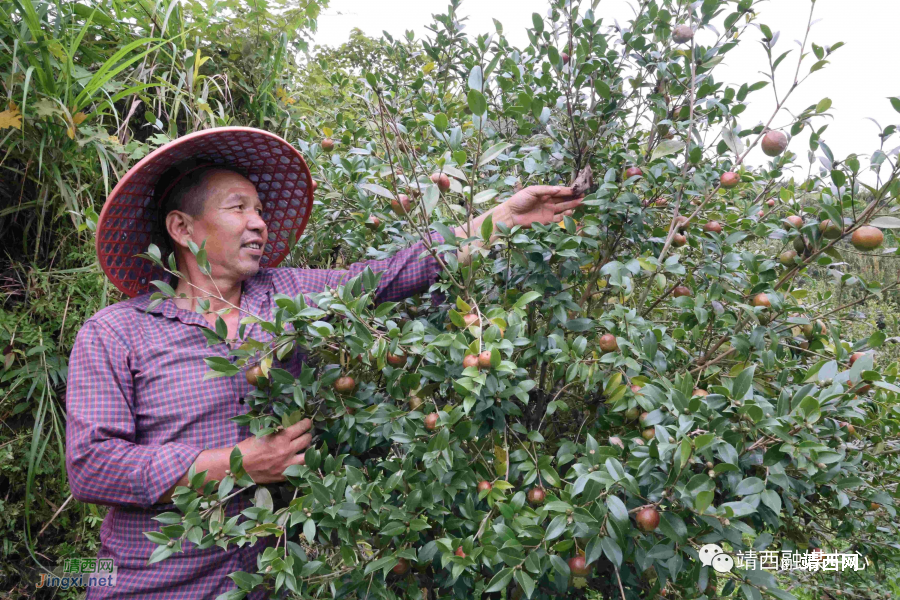 靖西丰收节！又是一年谷满仓 - 靖西市·靖西网