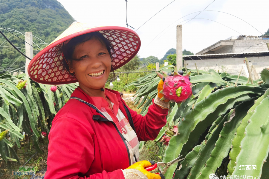 靖西丰收节！又是一年谷满仓 - 靖西市·靖西网