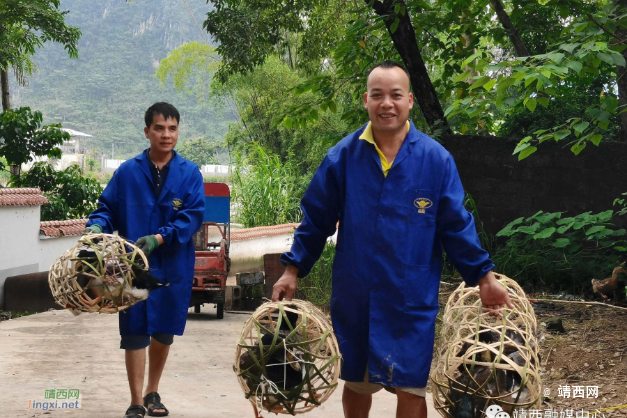 靖西丰收节！又是一年谷满仓 - 靖西市·靖西网