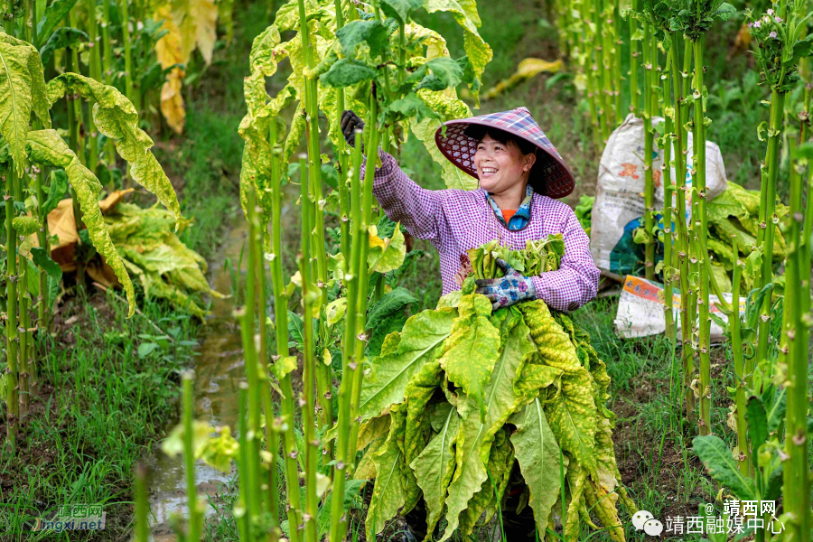 靖西丰收节！又是一年谷满仓 - 靖西市·靖西网