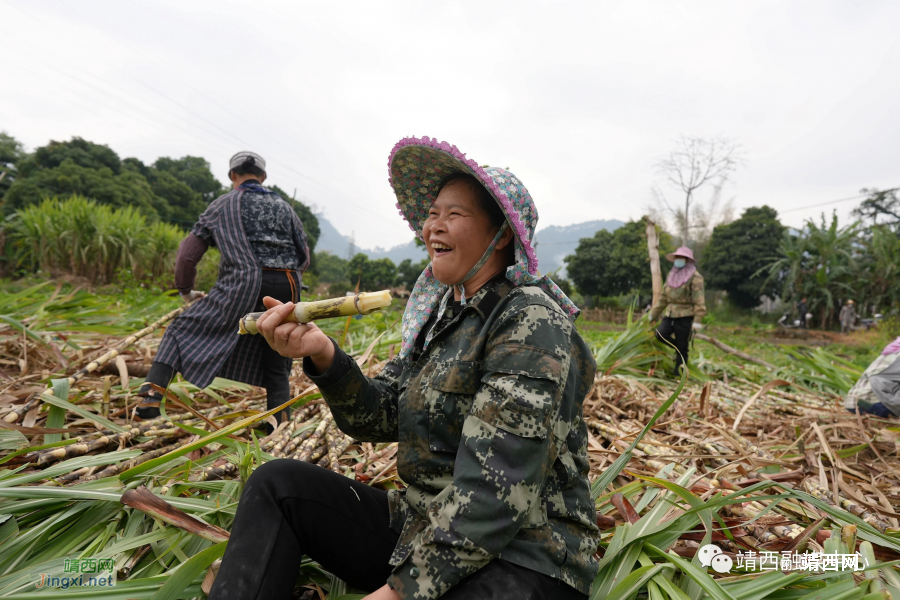 靖西丰收节！又是一年谷满仓 - 靖西市·靖西网