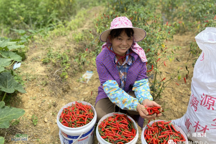 靖西丰收节！又是一年谷满仓 - 靖西市·靖西网