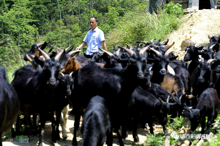 靖西丰收节！又是一年谷满仓 - 靖西市·靖西网