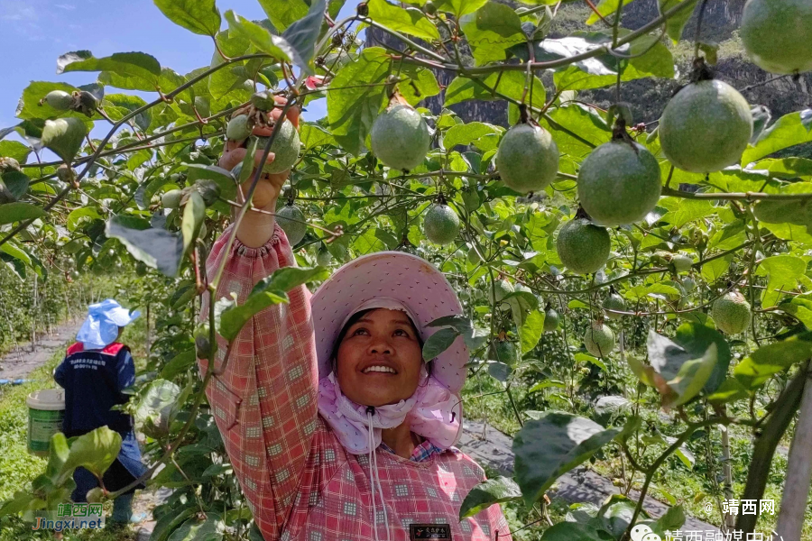 靖西丰收节！又是一年谷满仓 - 靖西市·靖西网