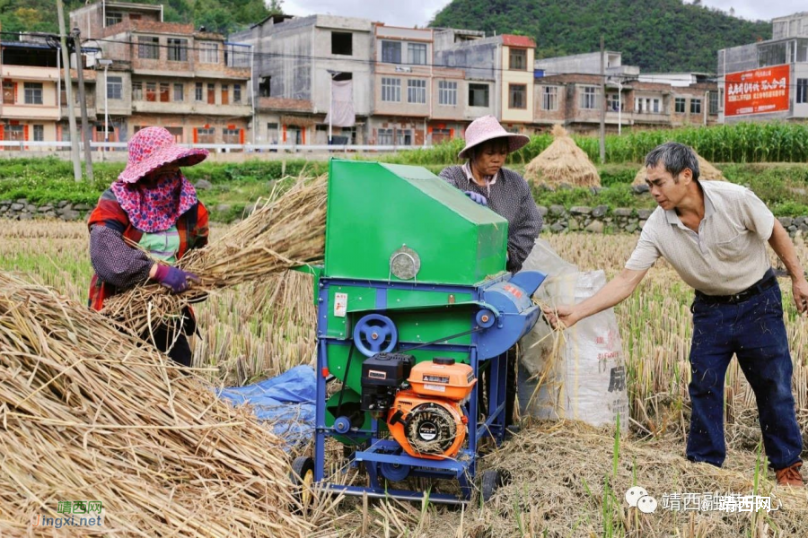 靖西新甲乡：缕缕稻花香，丰收正当时（2023年） - 靖西市·靖西网