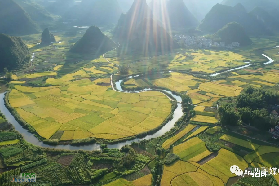靖西新甲乡：缕缕稻花香，丰收正当时（2023年） - 靖西市·靖西网