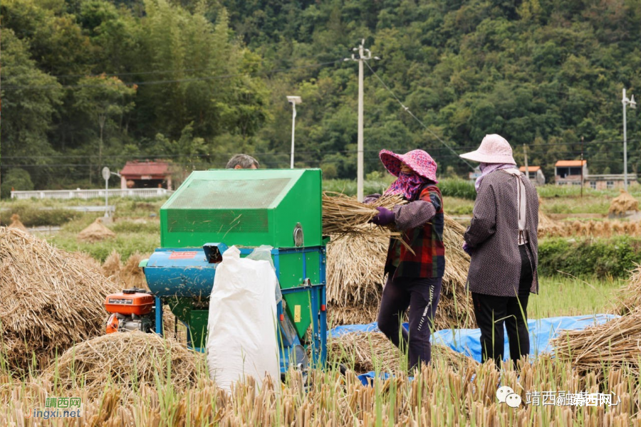 靖西新甲乡：缕缕稻花香，丰收正当时（2023年） - 靖西市·靖西网