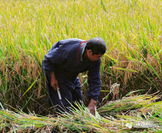 靖西新甲乡：缕缕稻花香，丰收正当时（2023年） - 靖西市·靖西网