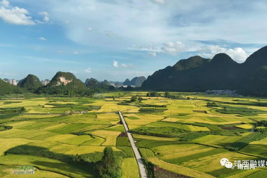靖西新甲乡：缕缕稻花香，丰收正当时（2023年） - 靖西市·靖西网