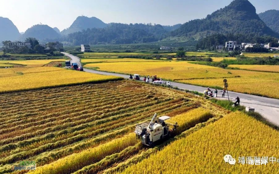 靖西2023：18万亩水稻描绘秋收盛景 - 靖西市·靖西网