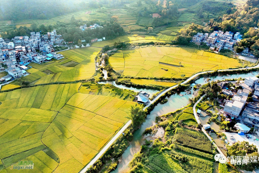 靖西2023：18万亩水稻描绘秋收盛景 - 靖西市·靖西网