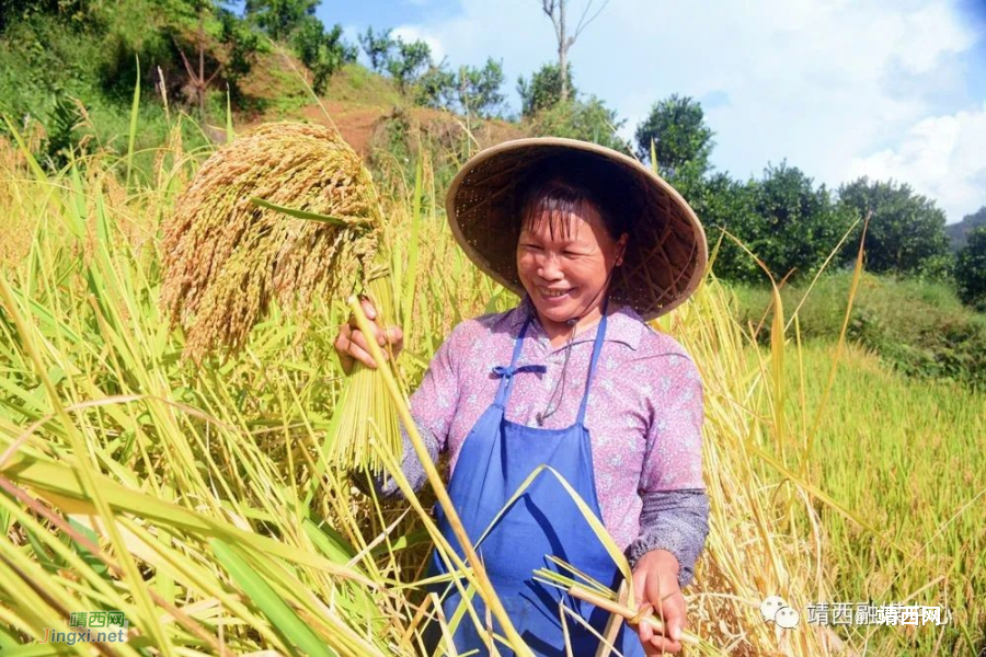 靖西2023：18万亩水稻描绘秋收盛景 - 靖西市·靖西网