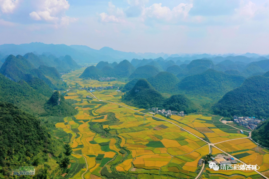 靖西2023：18万亩水稻描绘秋收盛景 - 靖西市·靖西网