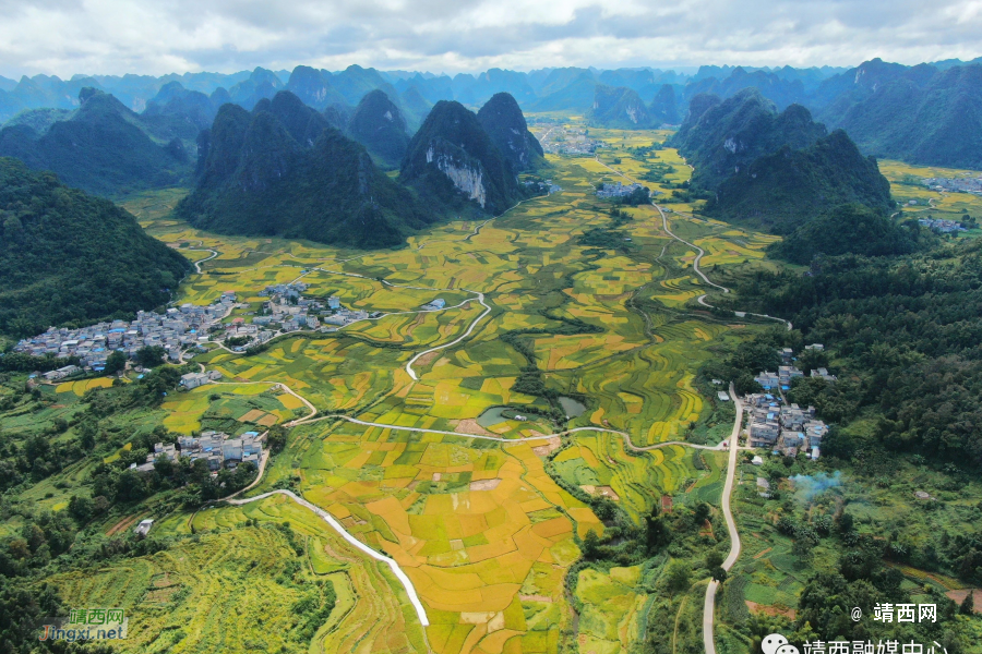 靖西2023：18万亩水稻描绘秋收盛景 - 靖西市·靖西网